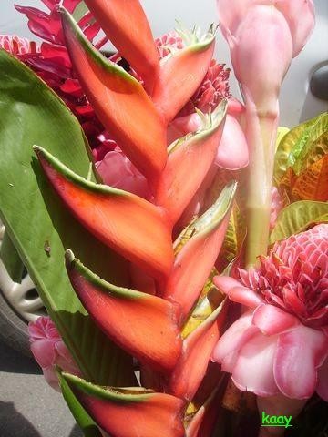 fleur d amour