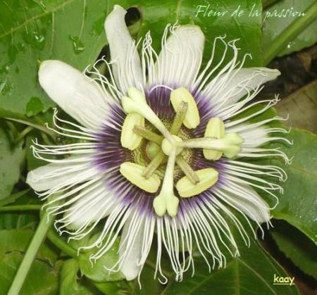 la fleur de la passion