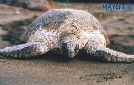 il fau alé voir sa a mayotte