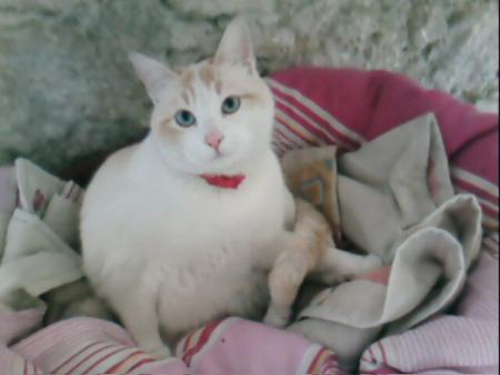 ma petite chate